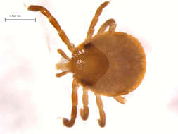 Image of Lone Star Tick