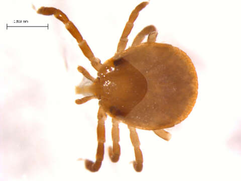 Imagem de Amblyomma americanum (Linnaeus 1758)