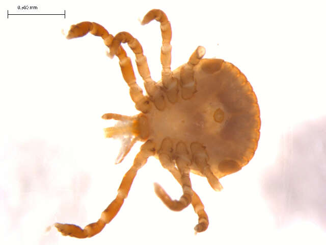 Image of Lone Star Tick