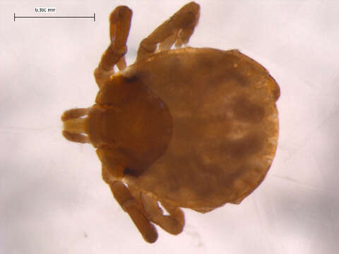 Image of Lone Star Tick