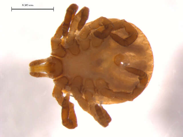 Image of Lone Star Tick