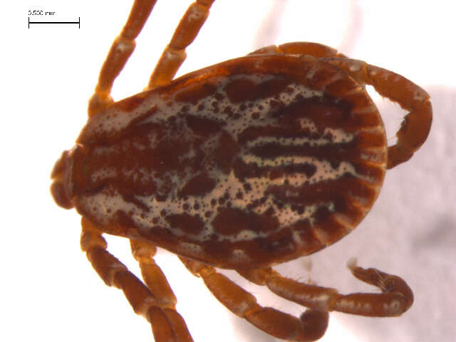 Image of American dog tick