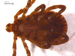 Image of American dog tick