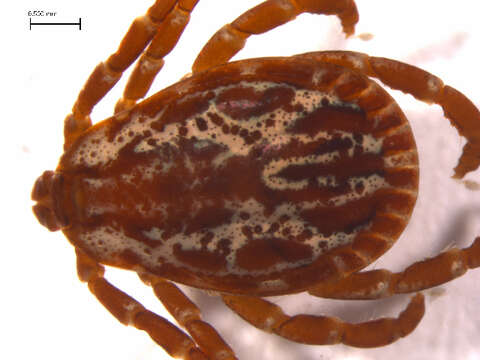 Image of American dog tick