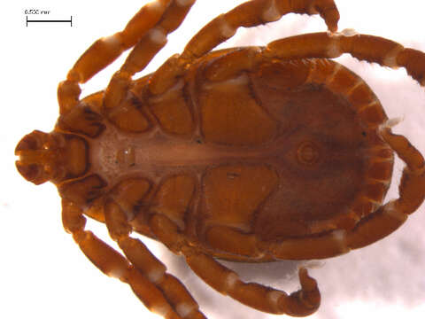 Image of American dog tick