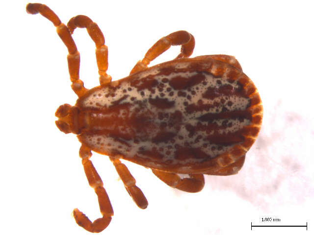 Image of American dog tick