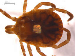 Image of Lone Star Tick