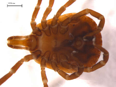 Imagem de Amblyomma americanum (Linnaeus 1758)