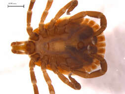 Image of Lone Star Tick