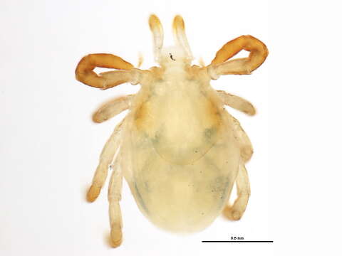 Image of Ixodes holocyclus Neumann 1899