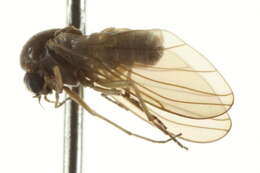 Image of trickle midges