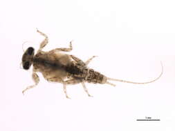 Image de Teloganodidae