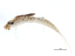 Image of Choroterpes