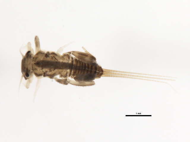 Image of Atalophlebiinae