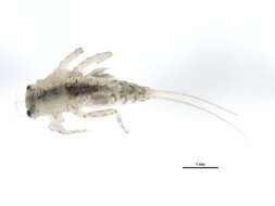 Image of Teloganodidae