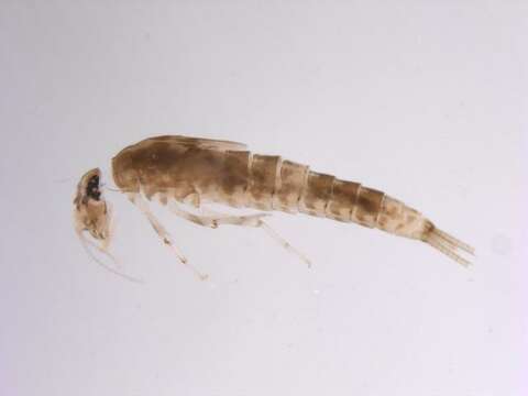 Image of Nigrobaetis minutus (Müller-Liebenau 1984)