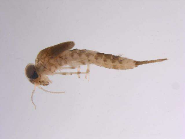 Image of Nigrobaetis minutus (Müller-Liebenau 1984)