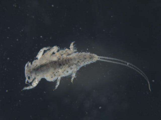 Image of Teloganodidae