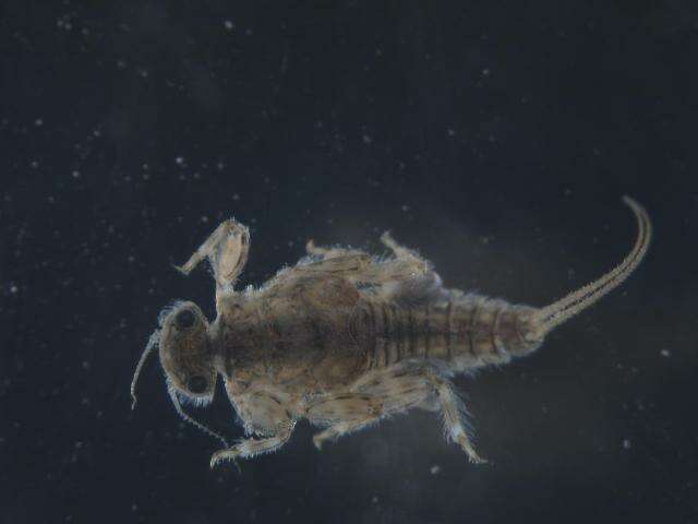 Image of Teloganodidae