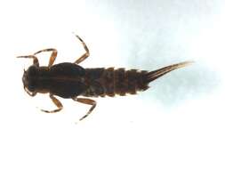 Image of Neoephemeridae