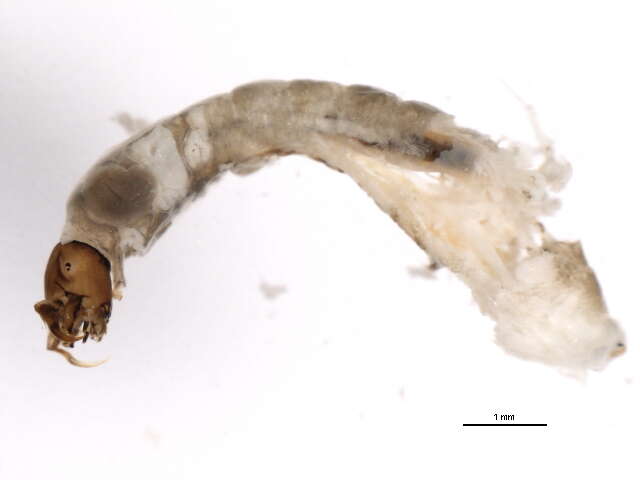 Sivun Gigantodax rufescens (Edwards 1931) kuva