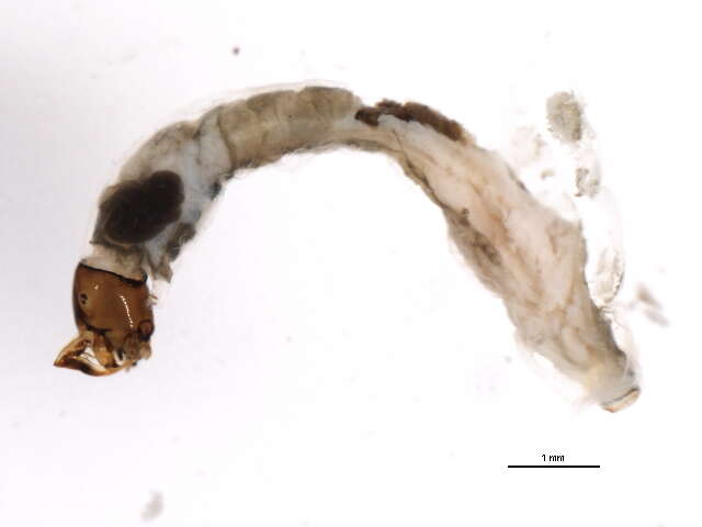 Sivun Gigantodax rufescens (Edwards 1931) kuva