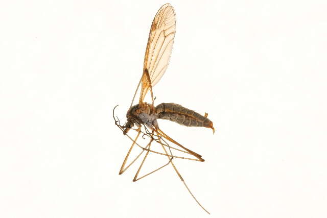 Image of Prionocera subserricornis (Zetterstedt 1851)