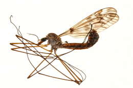 Image of Tipula (Pterelachisus) entomophthorae