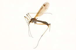 Image of Prionocera turcica (Fabricius 1787)