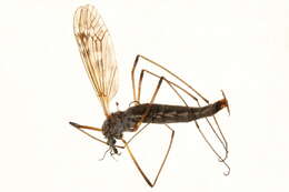 Image of Tipula