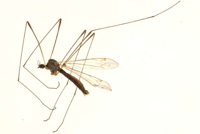 Image of Dicranomyia (Dicranomyia) chillcotti (Alexander 1968)