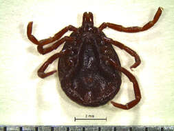 Image of Amblyomma geayi Neumann 1899