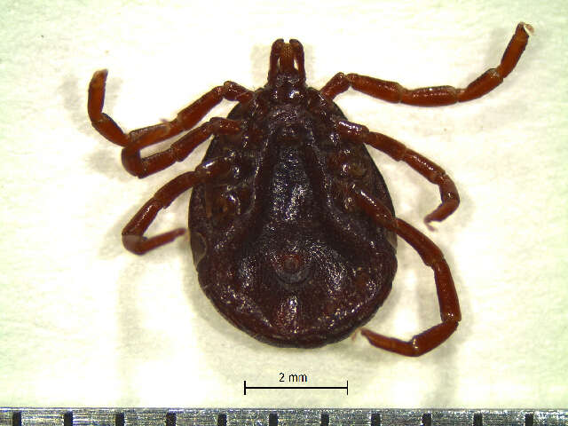 Image of Amblyomma geayi Neumann 1899