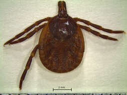 Image of Amblyomma geayi Neumann 1899