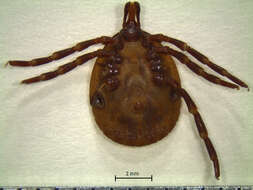 Image of Amblyomma geayi Neumann 1899