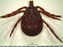 Image of Amblyomma geayi Neumann 1899