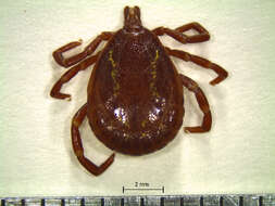 Image of Amblyomma geayi Neumann 1899