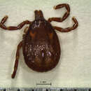 Amblyomma calcaratum Neumann 1899 resmi