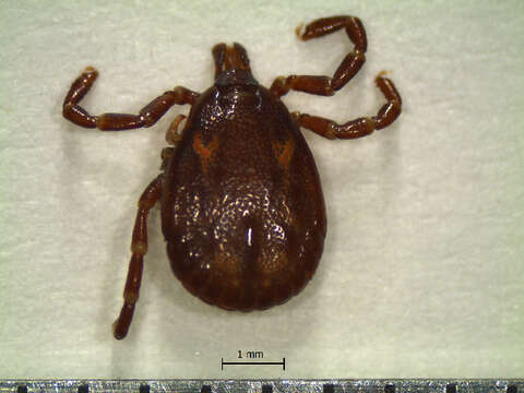 Image de Amblyomma calcaratum Neumann 1899