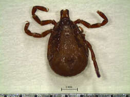 Amblyomma calcaratum Neumann 1899 resmi