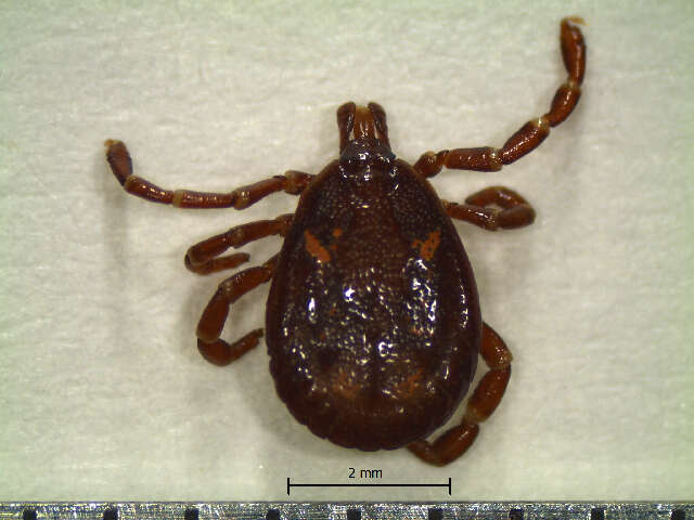 Amblyomma calcaratum Neumann 1899 resmi