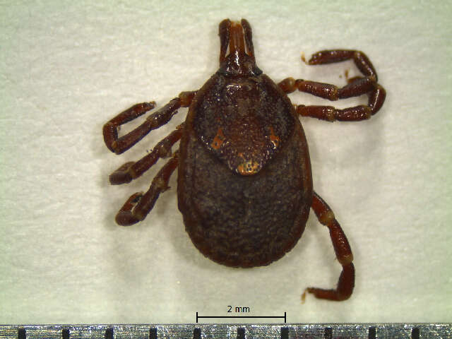 Image of Amblyomma calcaratum Neumann 1899