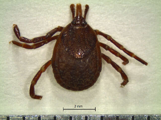 Amblyomma calcaratum Neumann 1899 resmi