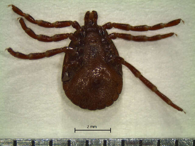 Image of Amblyomma varium Koch 1844