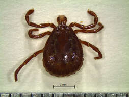 Image of Amblyomma varium Koch 1844