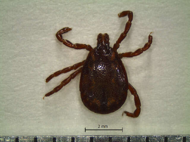 Image of Tick