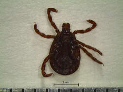 Image of Tick