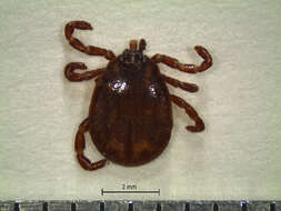 Image of Tick