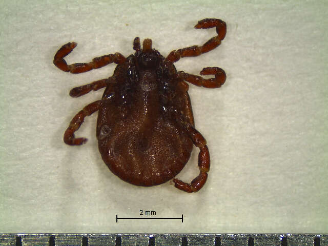 Image of Tick