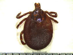 Image of Tick